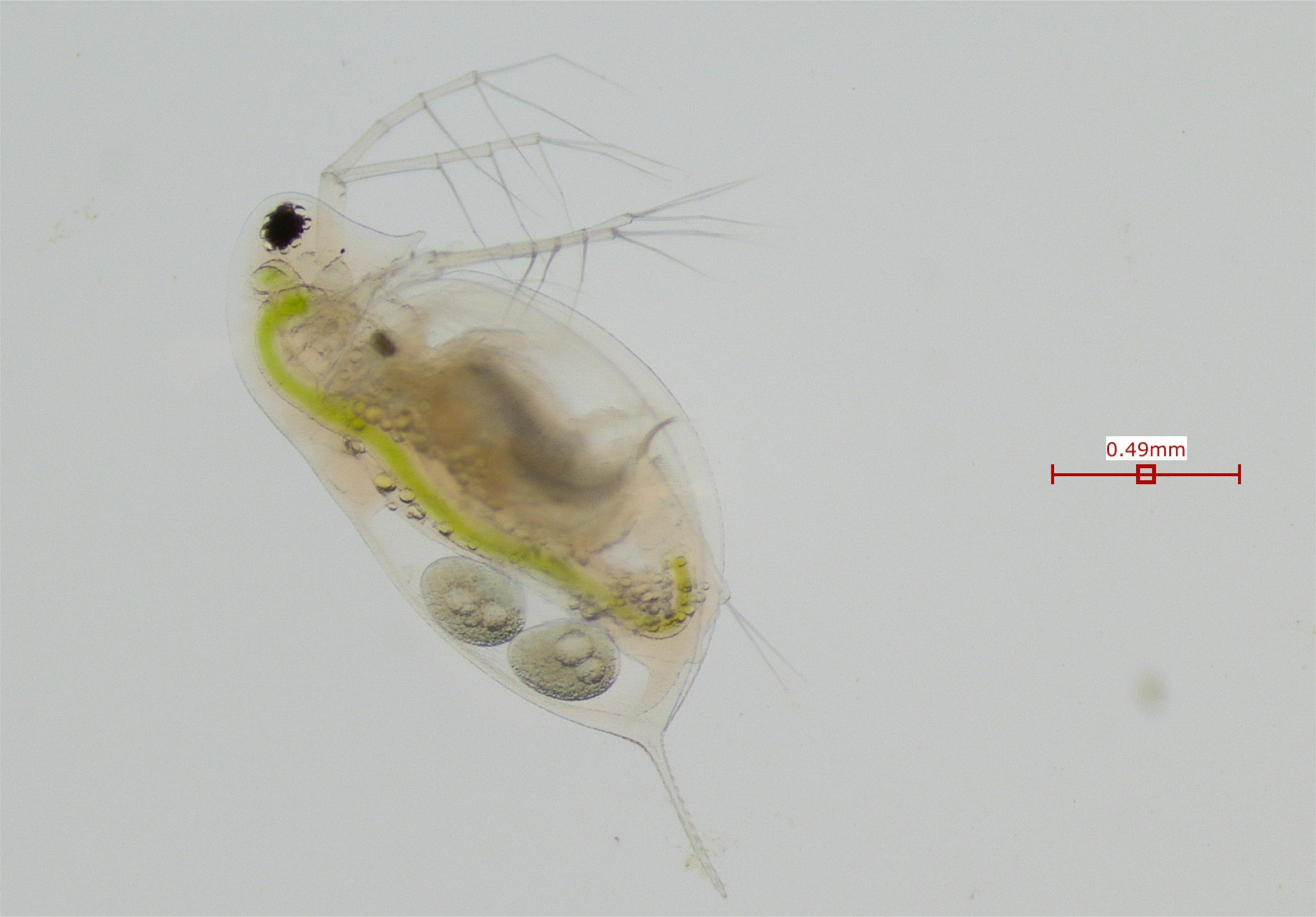 Daphnia magniceps